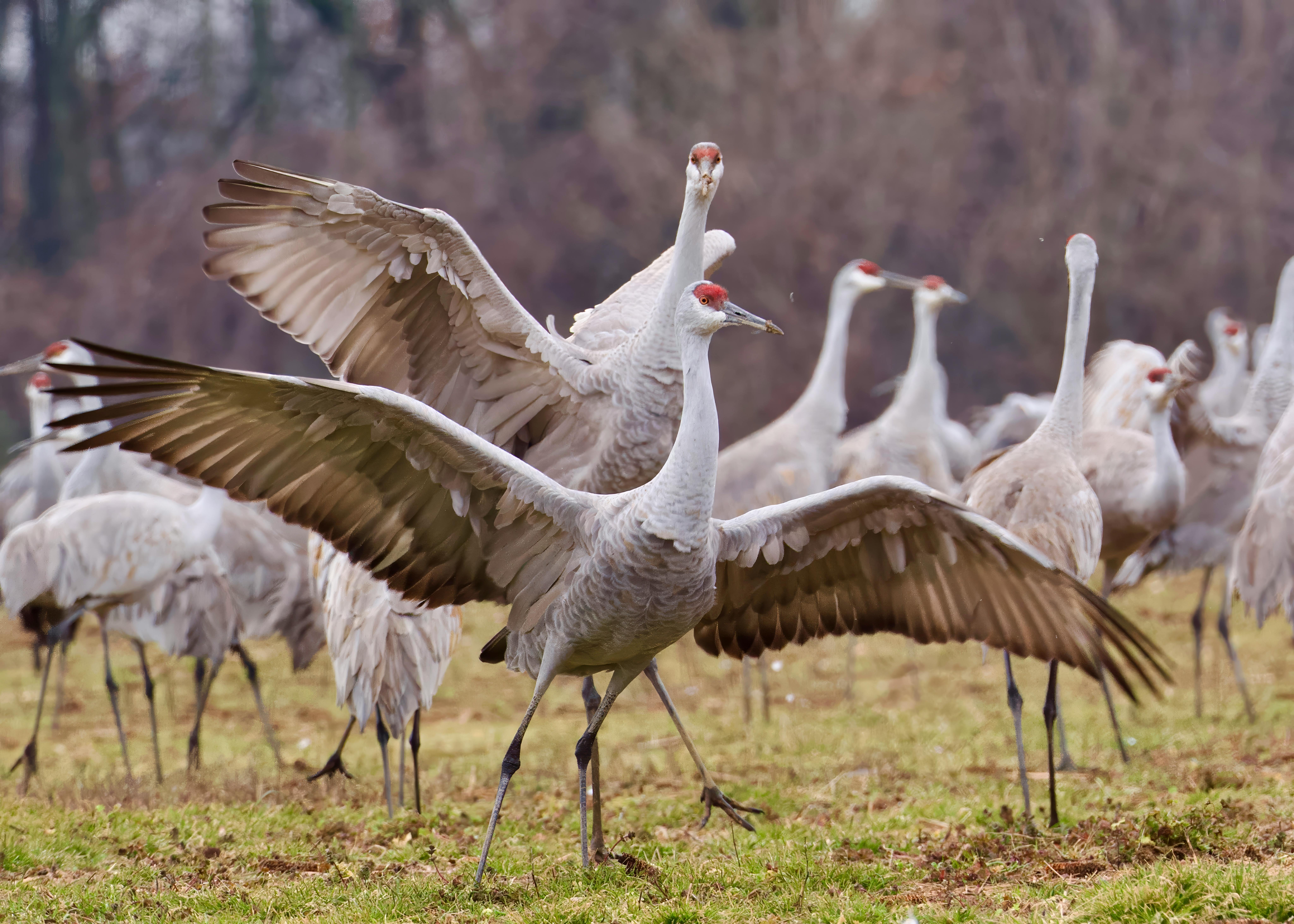 A gathering of sandhill cranes in a field in Decatur, Alabama, showcasing their graceful wingspan.