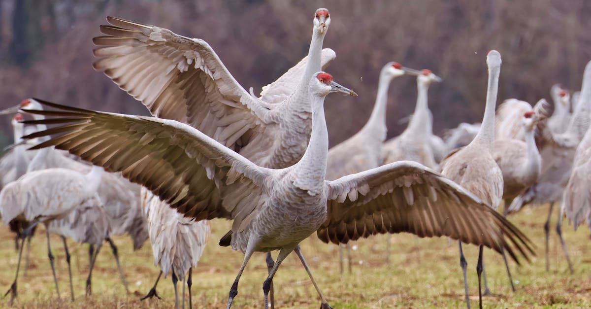 A gathering of sandhill cranes in a field in Decatur, Alabama, showcasing their graceful wingspan.
