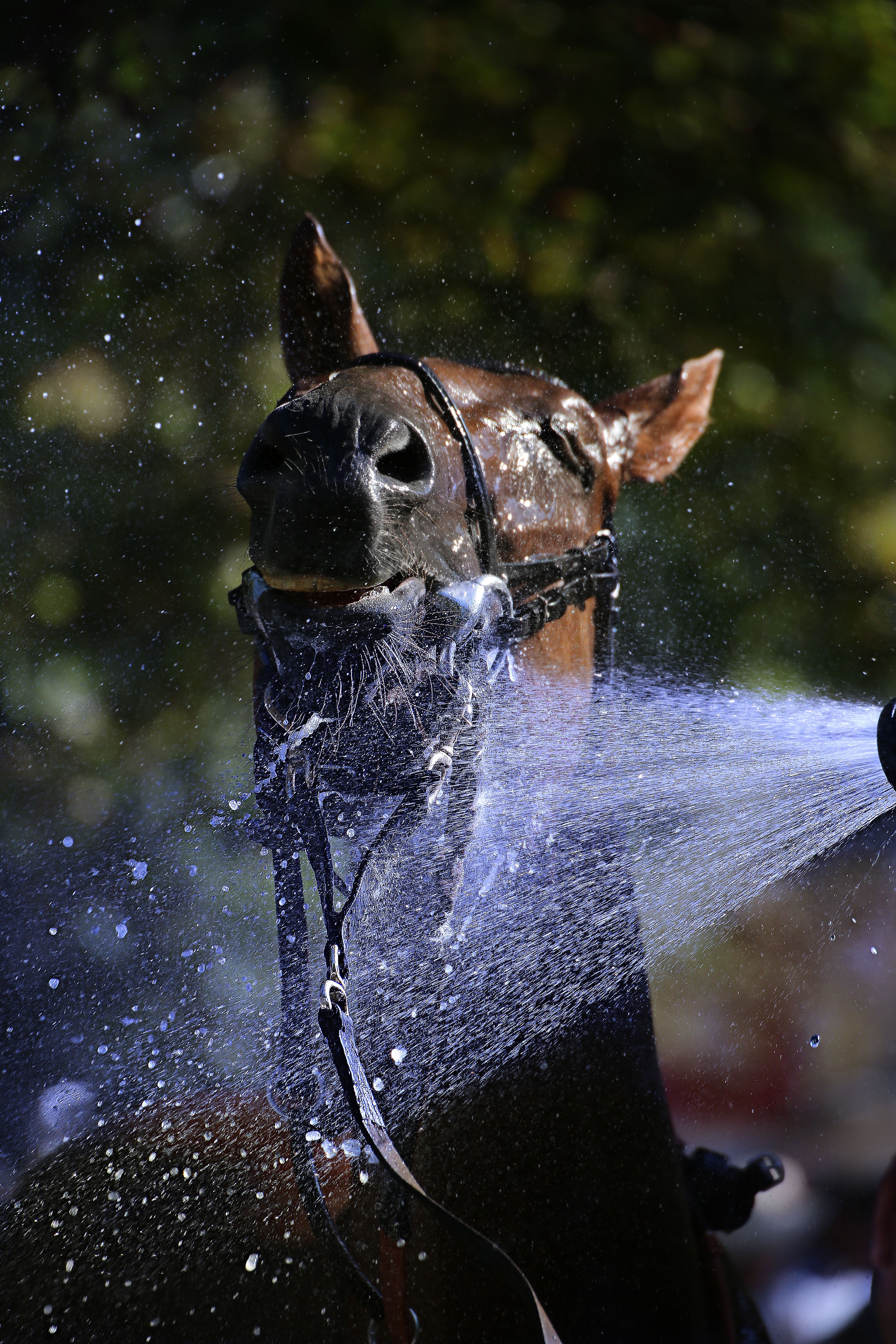 A horse being cooled down with a refreshing spray of water in an outdoor setting.