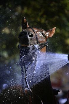 A horse being cooled down with a refreshing spray of water in an outdoor setting.