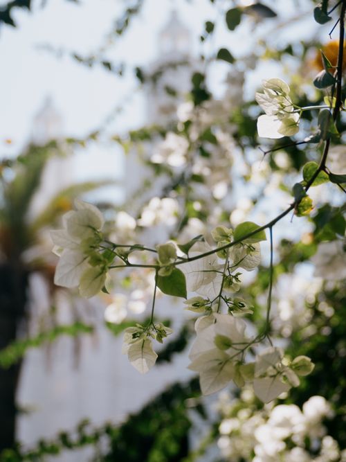 Free Casa flowers Stock Photo