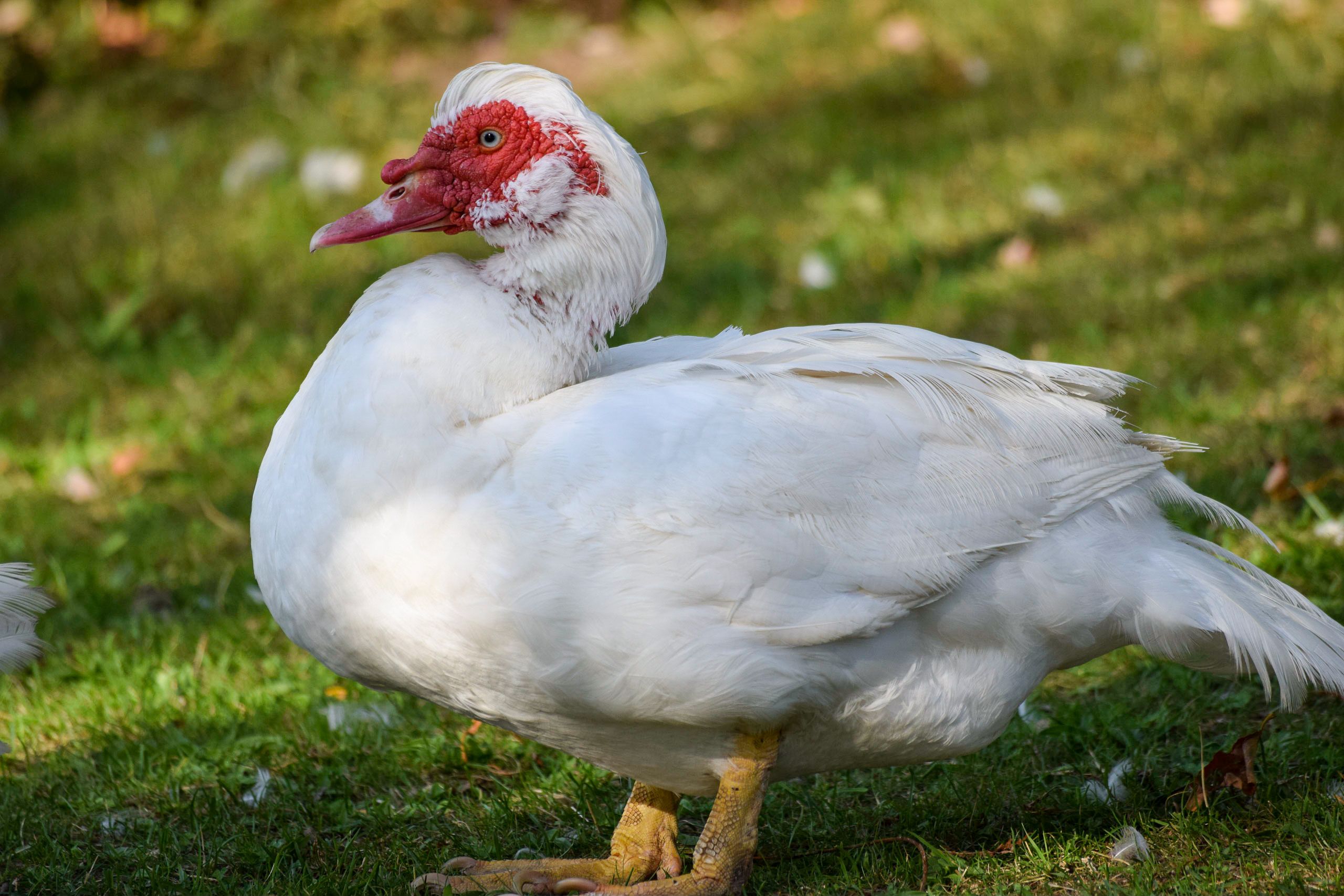 Close-up of a white duck standing on grass in Heinsberg, Germany.