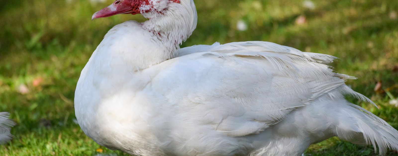 Close-up of a white duck standing on grass in Heinsberg, Germany.