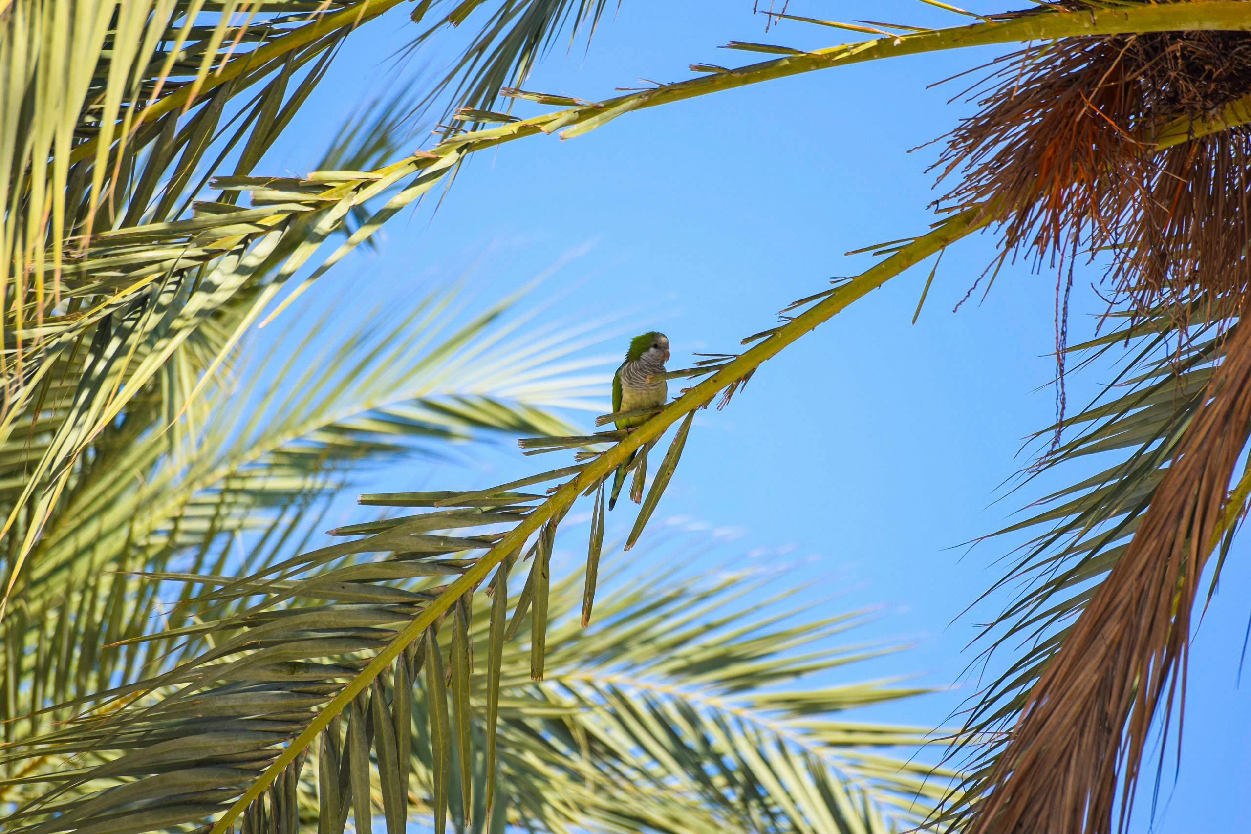 A vibrant parakeet perched on a palm branch with a clear blue sky background in Málaga, Spain.