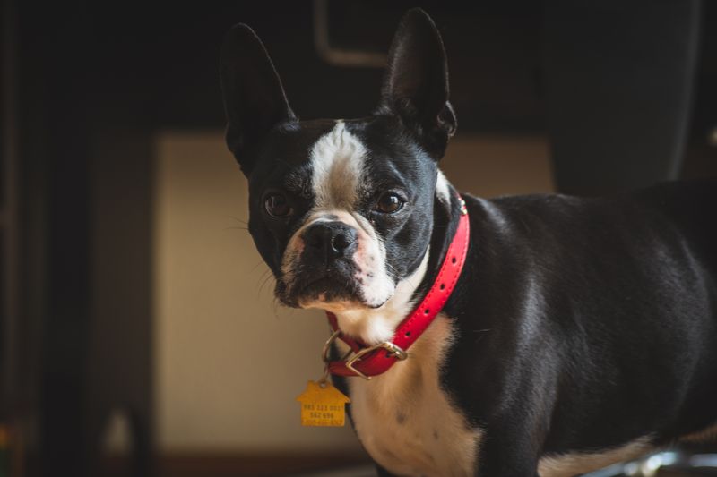 Benny - photo 1