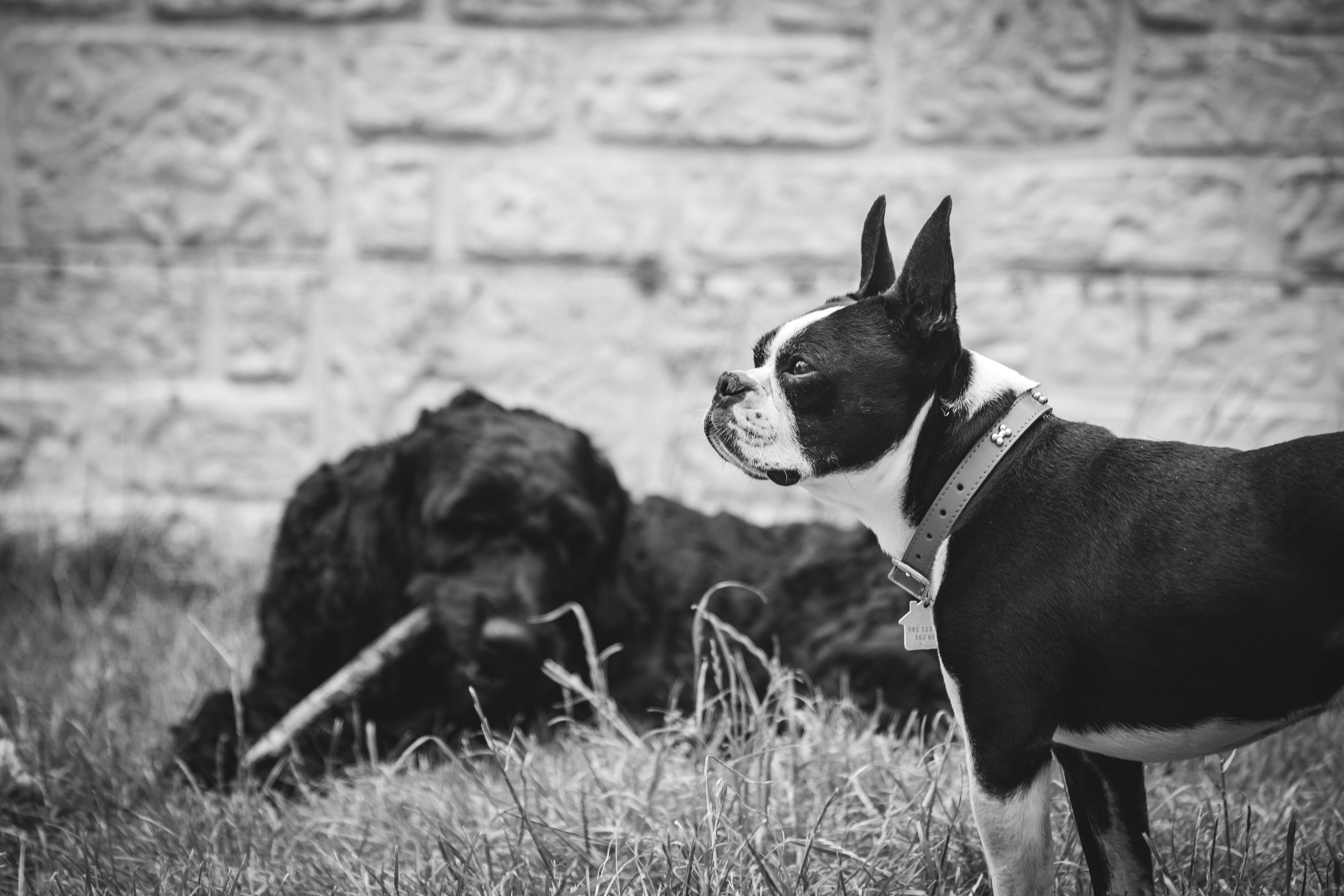 Black and White Boston Terrier and Spaniel in Yard · Free Stock Photo