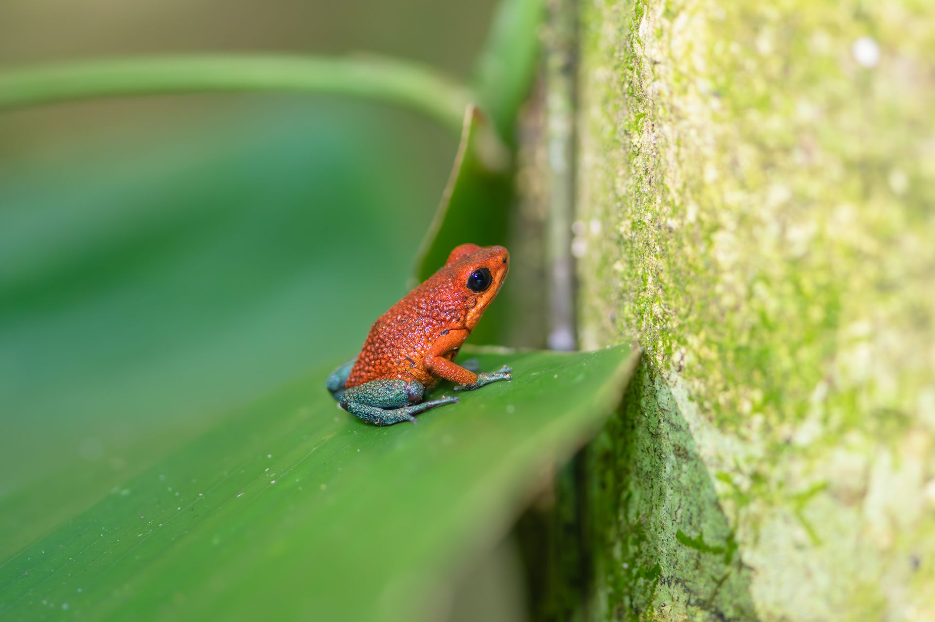 Close-up of a strawberry poison dart frog on a leaf in Costa Rica's rainforest.