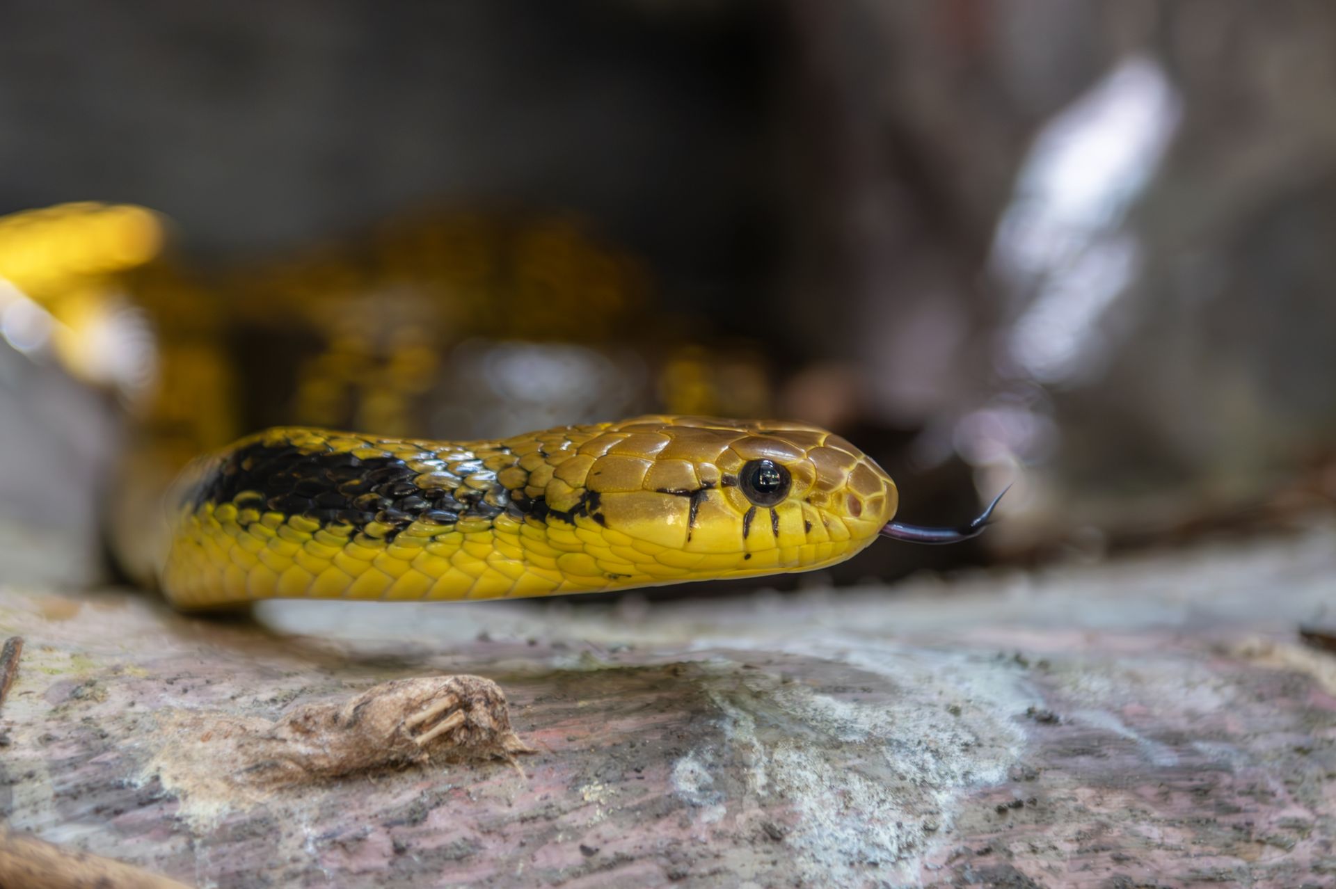 Vibrant close-up of a yellow snake slithering on a tree in Costa Rica.