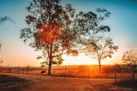 日落时分，巴西农田上，两只狗在树下