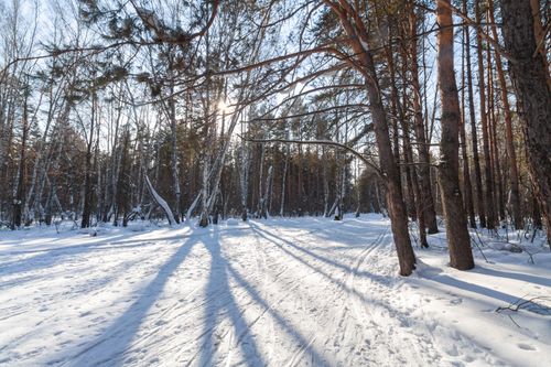 Free Serene winter forest with sunlight casting shadows on the snow-covered path. Stock Photo