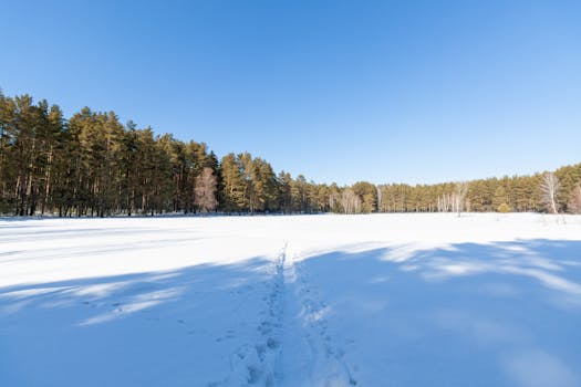 A peaceful snow-covered field leading to a serene winter forest under a clear blue sky.