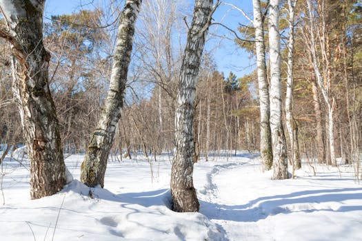 A serene snow-covered forest path with birch trees in bright winter sunlight.