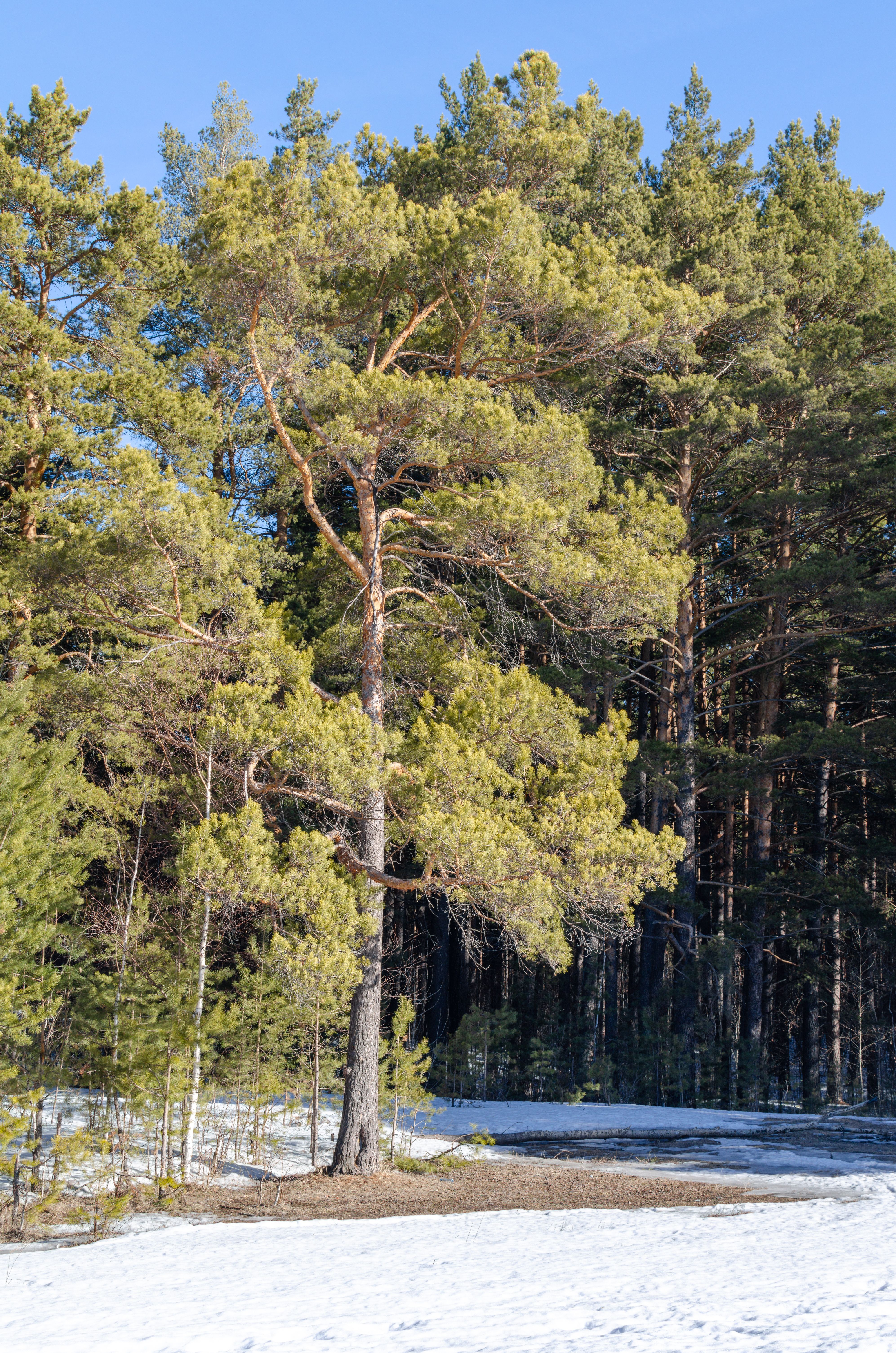 Serene Pine Forest in Winter Sunlight · Free Stock Photo