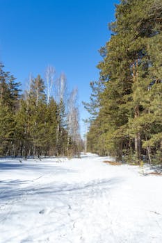 A tranquil snowy path through a winter forest under bright blue skies.