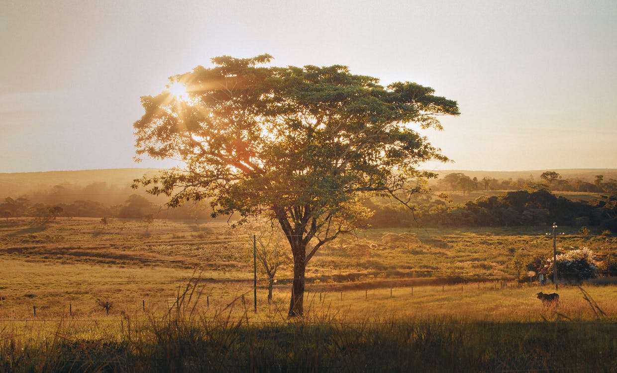Foto Pohon Di Lapangan Rumput