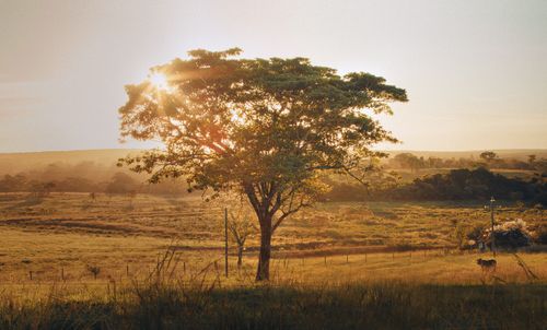 Free A picturesque sunset scene of a lone tree in the Curvelo countryside, Brazil. Stock Photo