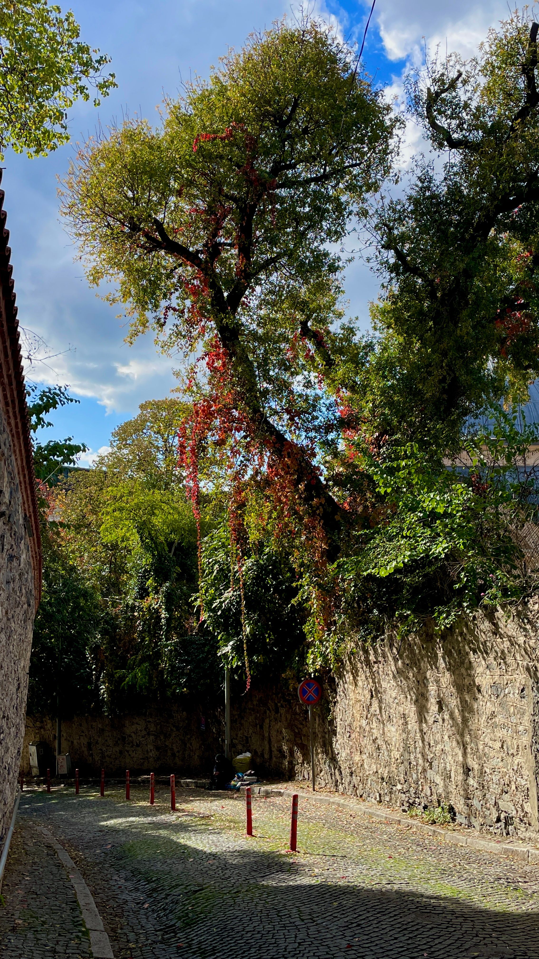 Charming cobblestone alley shaded by trees in Istanbul, Türkiye.