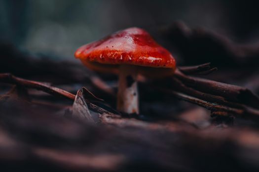A vibrant red Russula mushroom captured close-up on forest floor in Puebla, México.