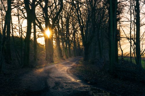 Free Scenic forest path with bare trees and sunset creating a serene landscape. Stock Photo