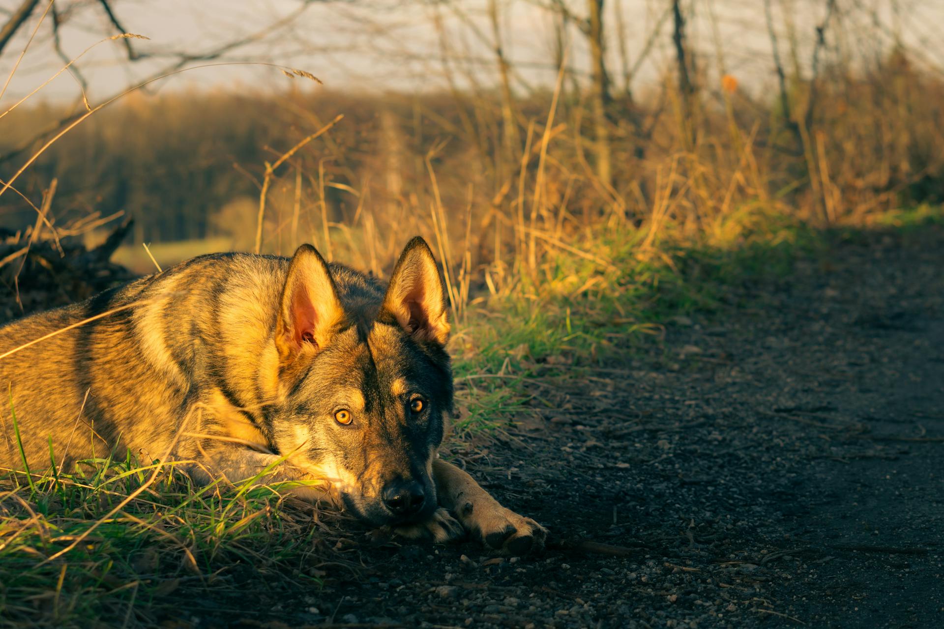 A German Shepherd lies with calm eyes in a sunlit rural path during fall.