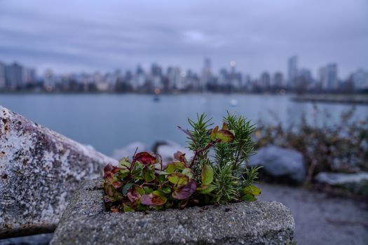 Blurry Vancouver skyline with plants on waterfront foreground, capturing urban nature contrast.