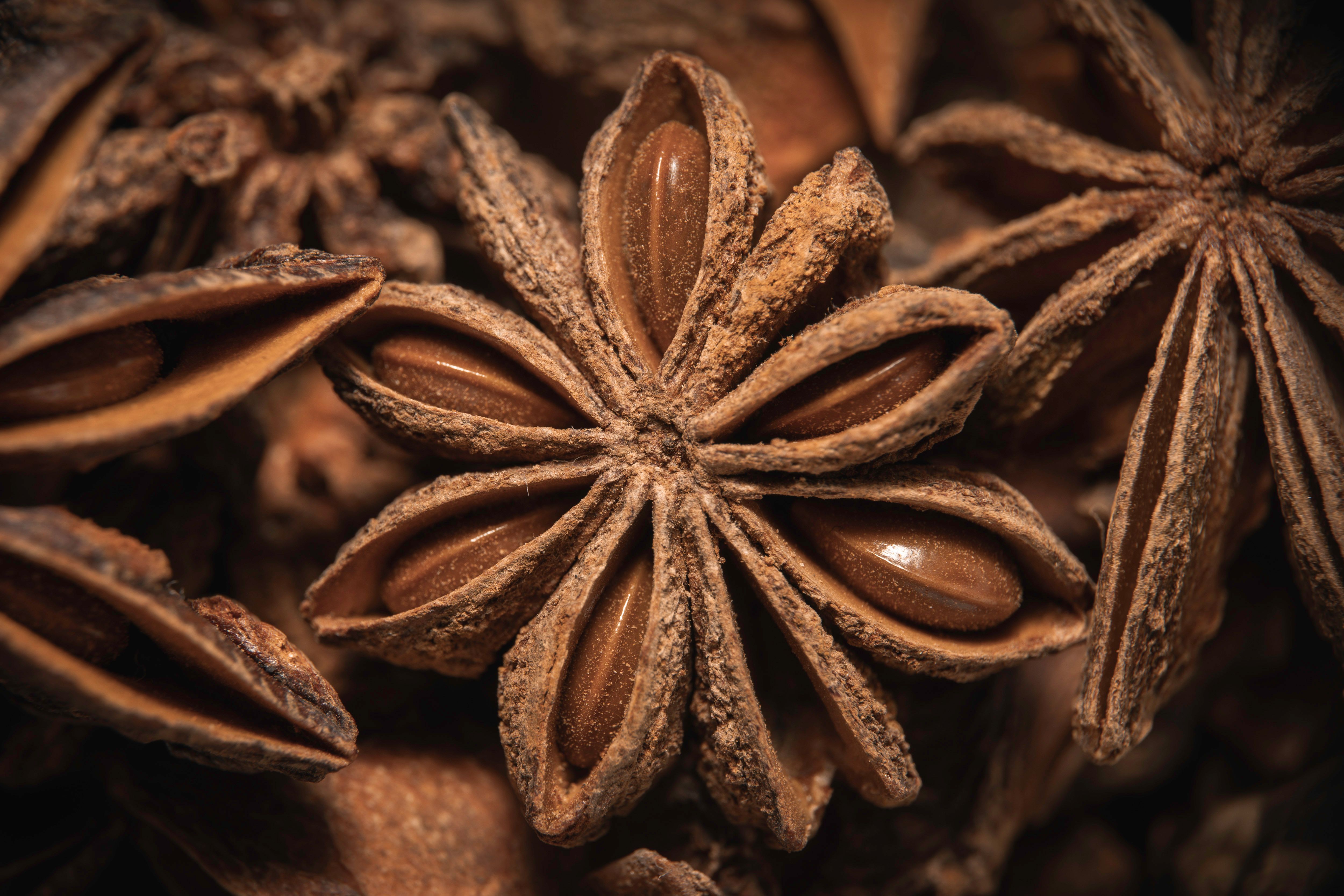 Anise Seeds Botanical Photo