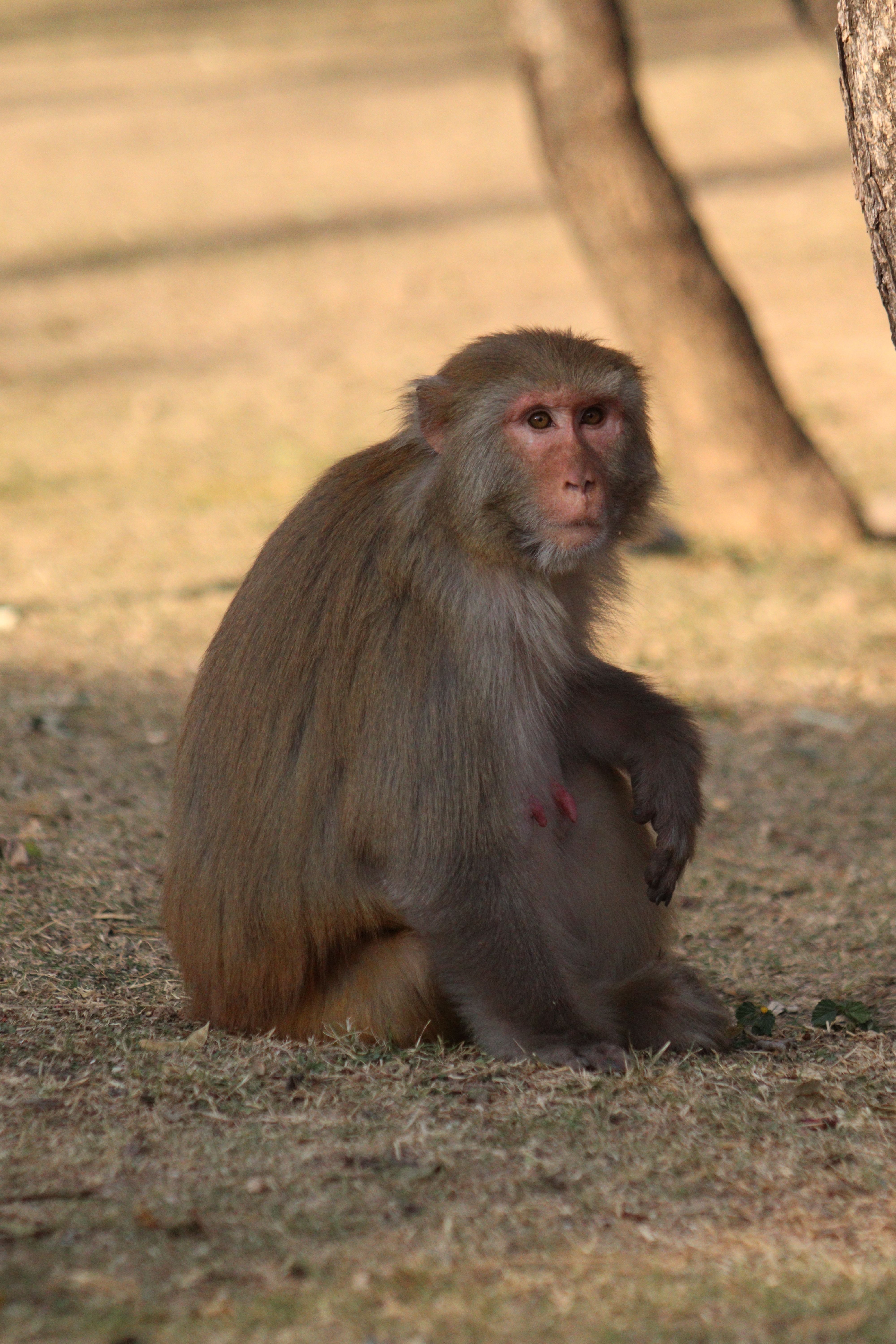 Rhesus Macaque in Natural Habitat · Free Stock Photo