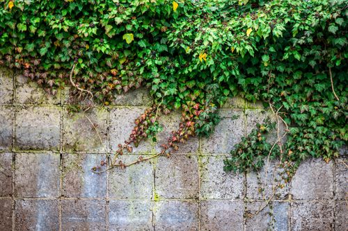Free Lush green ivy cascading down a textured concrete wall, showcasing nature's beauty. Stock Photo