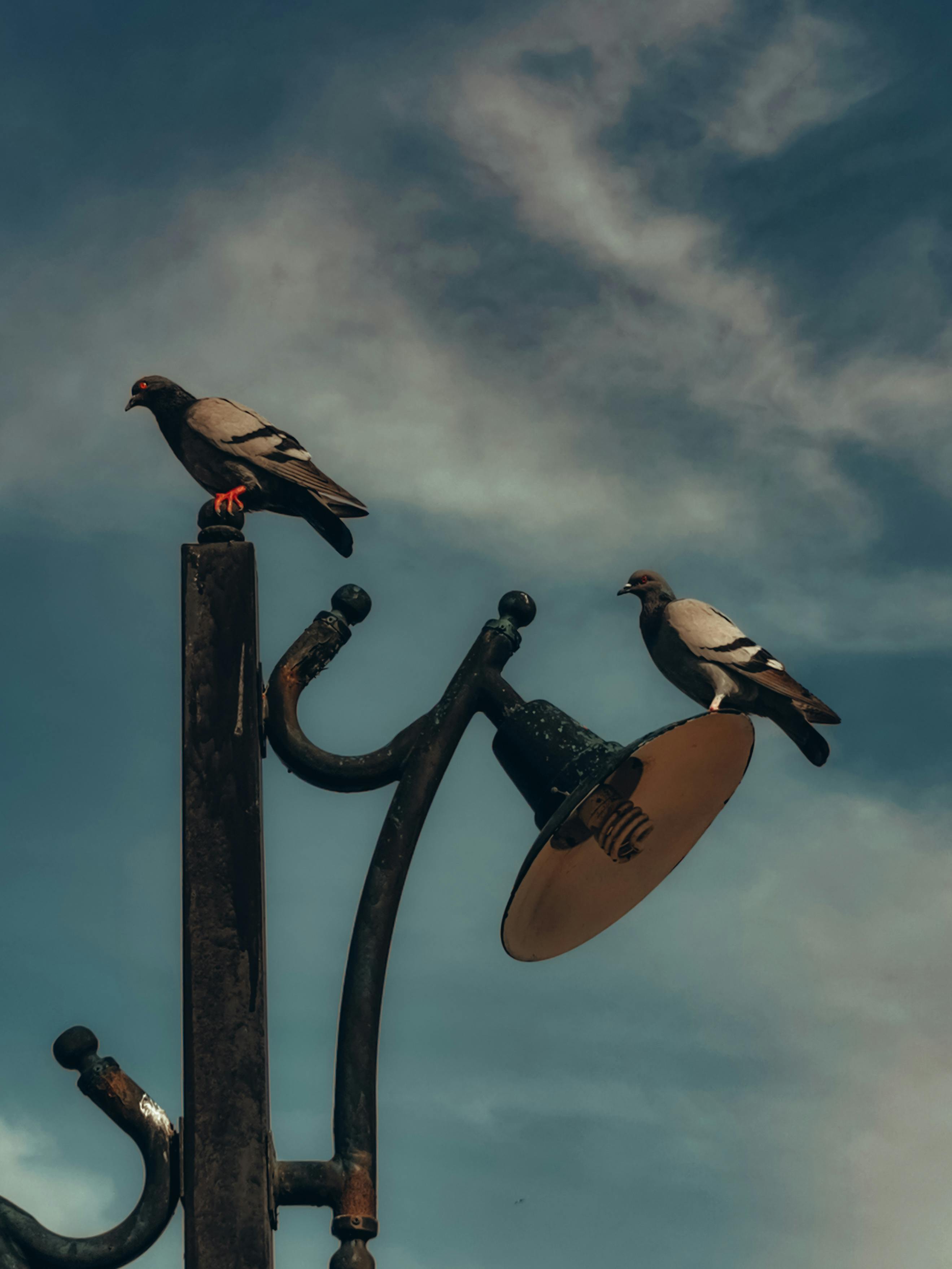 Zadarmo Dva holuby sediace na rustikálnom stĺpe lampy proti dramatickej modrej oblohe v Burse, Türkiye. Fotka z fotobanky