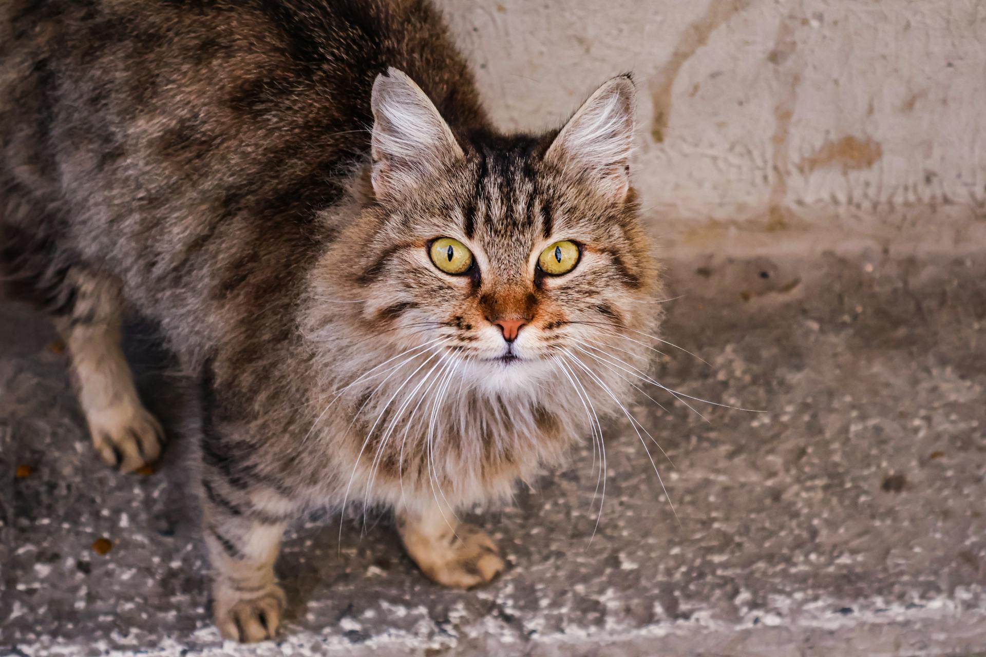 Close-up of a beautiful long-haired tabby cat standing outside with attentive gaze.