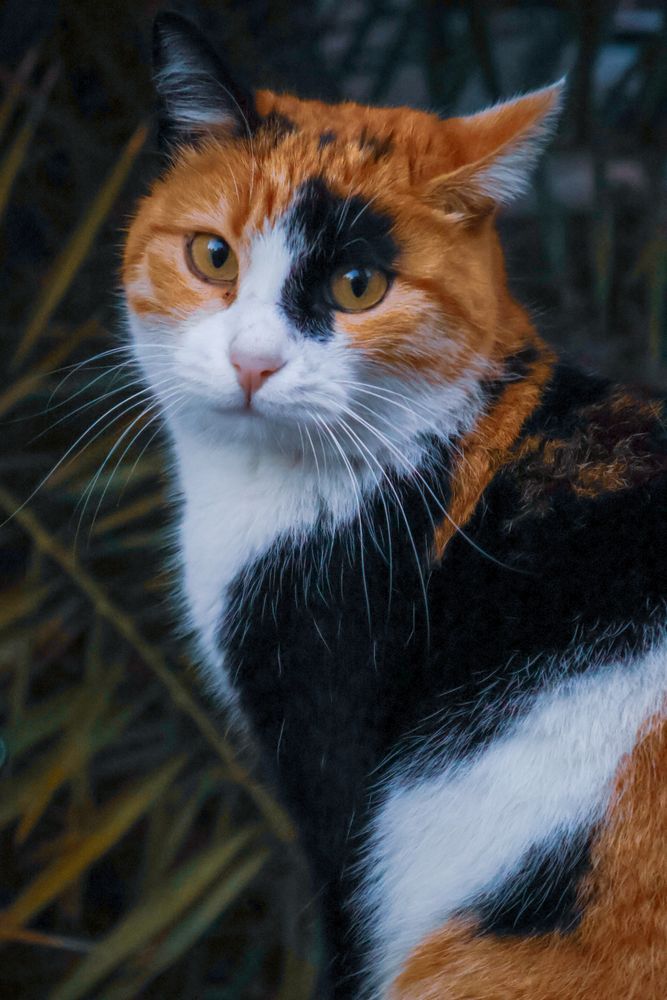 Colourful Cat Photos Download The BEST Free Colourful Cat Stock Photos Colourful Cat Photos Download The BEST Free Colourful Cat Stock Photos