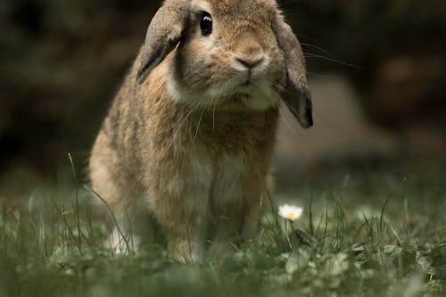 Free stock photo of bunny, cute, cute animals