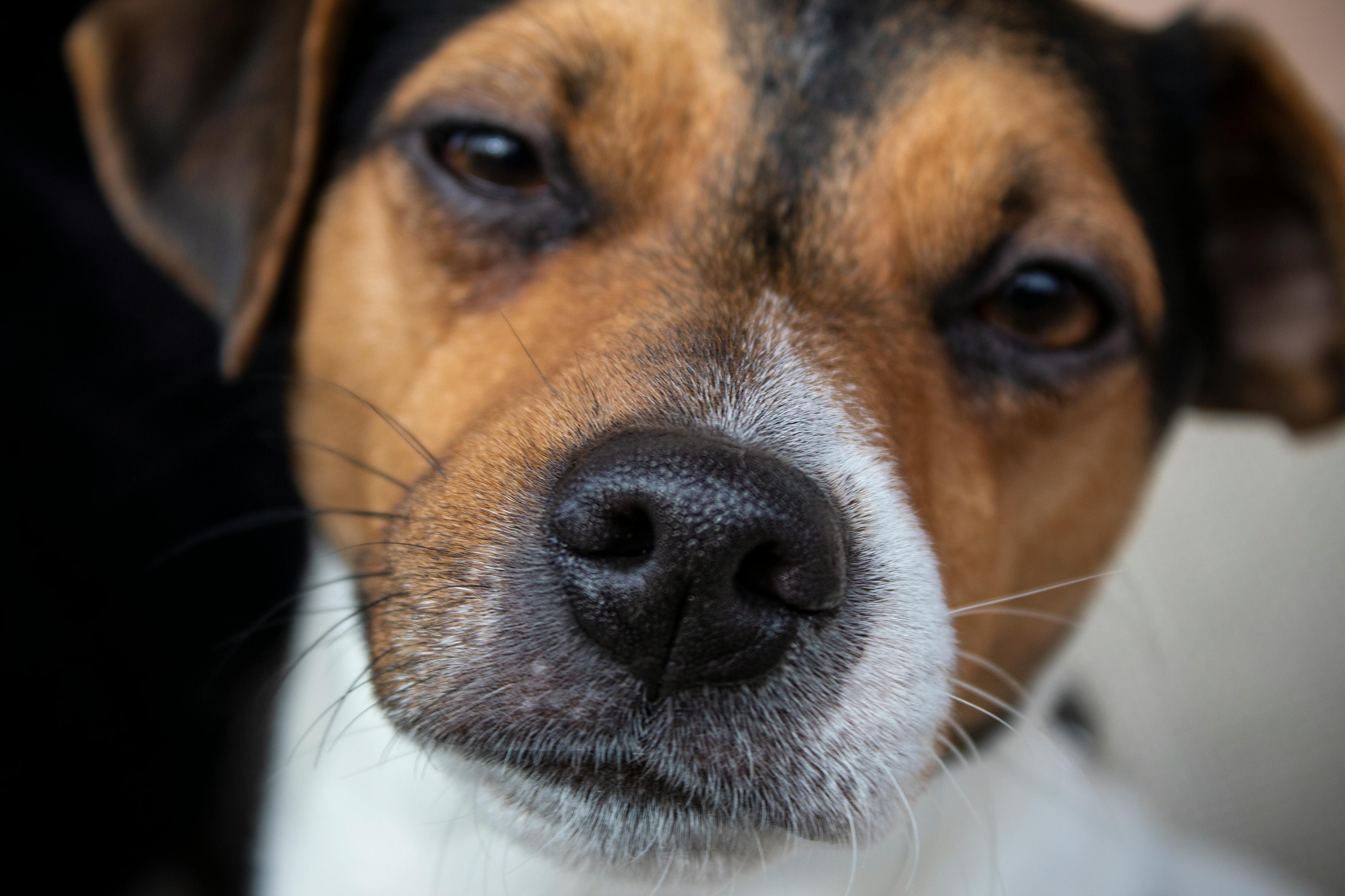 Detailed close-up of a Jack Russell Terrier's face, showcasing its expressive eyes.