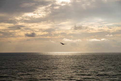 Free A lone bird gracefully soars over the tranquil ocean reflecting the warm glow of a sunset. Perfect for calm and serene themes. Stock Photo