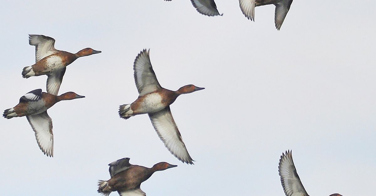 Flock of Redhead Ducks in Flight Against Blue Sky · Free Stock Photo