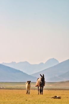 A peaceful landscape featuring a donkey and sheep in a grassy mountain valley under a clear sky.