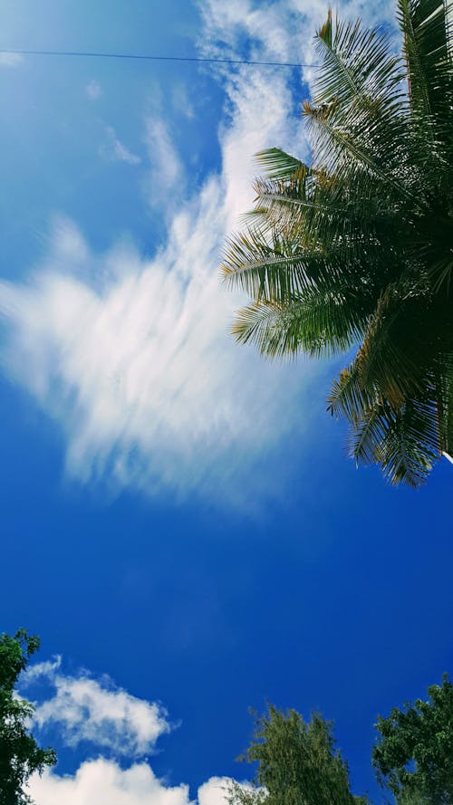 Free stock photo of city, cloud, coconut tree Stock Photo
