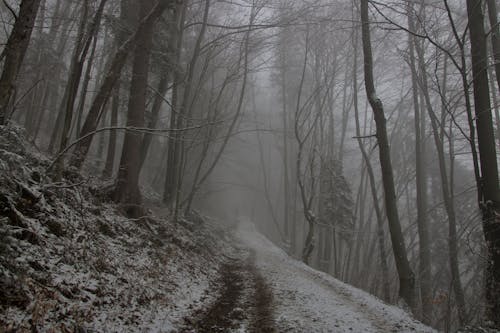 Gratis stockfoto met berg, blauwig, bomen