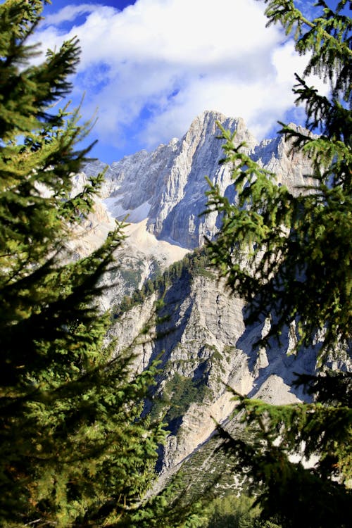 Free stock photo of cool, fir, forest