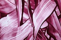 Abstract Expressionism in Pink Brushstrokes Art