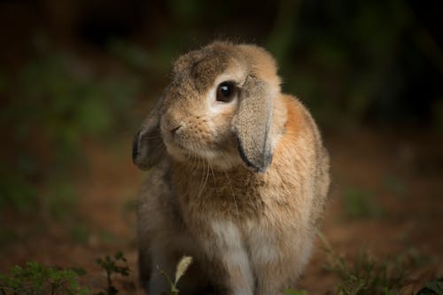 Gratis stockfoto met konijn, konijnenoren