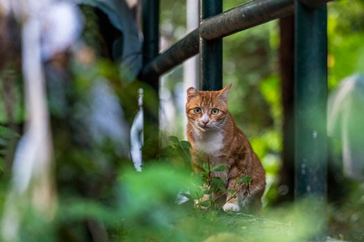 一只可爱的虎斑猫坐在香港公园的绿地上