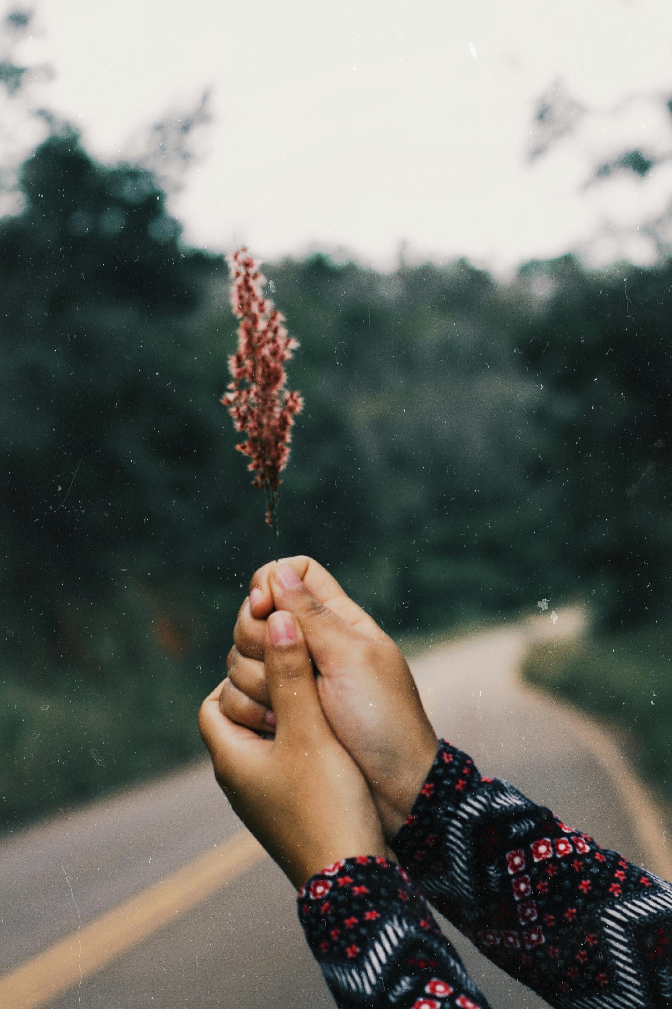 特写镜头中，一只手在宁静的环境里握着野花