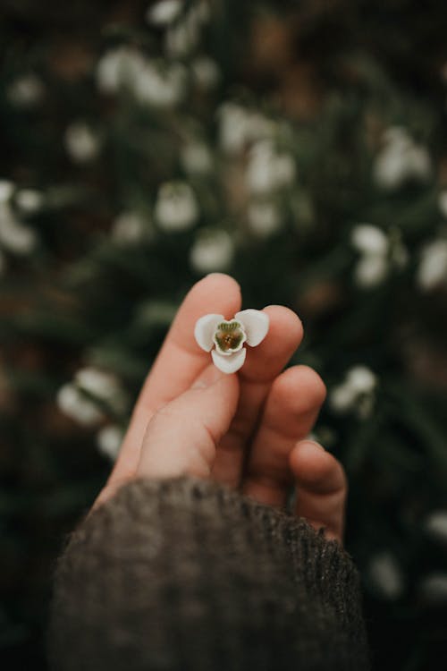 A hand is holding a delicate white flower against a soft blurred green background.