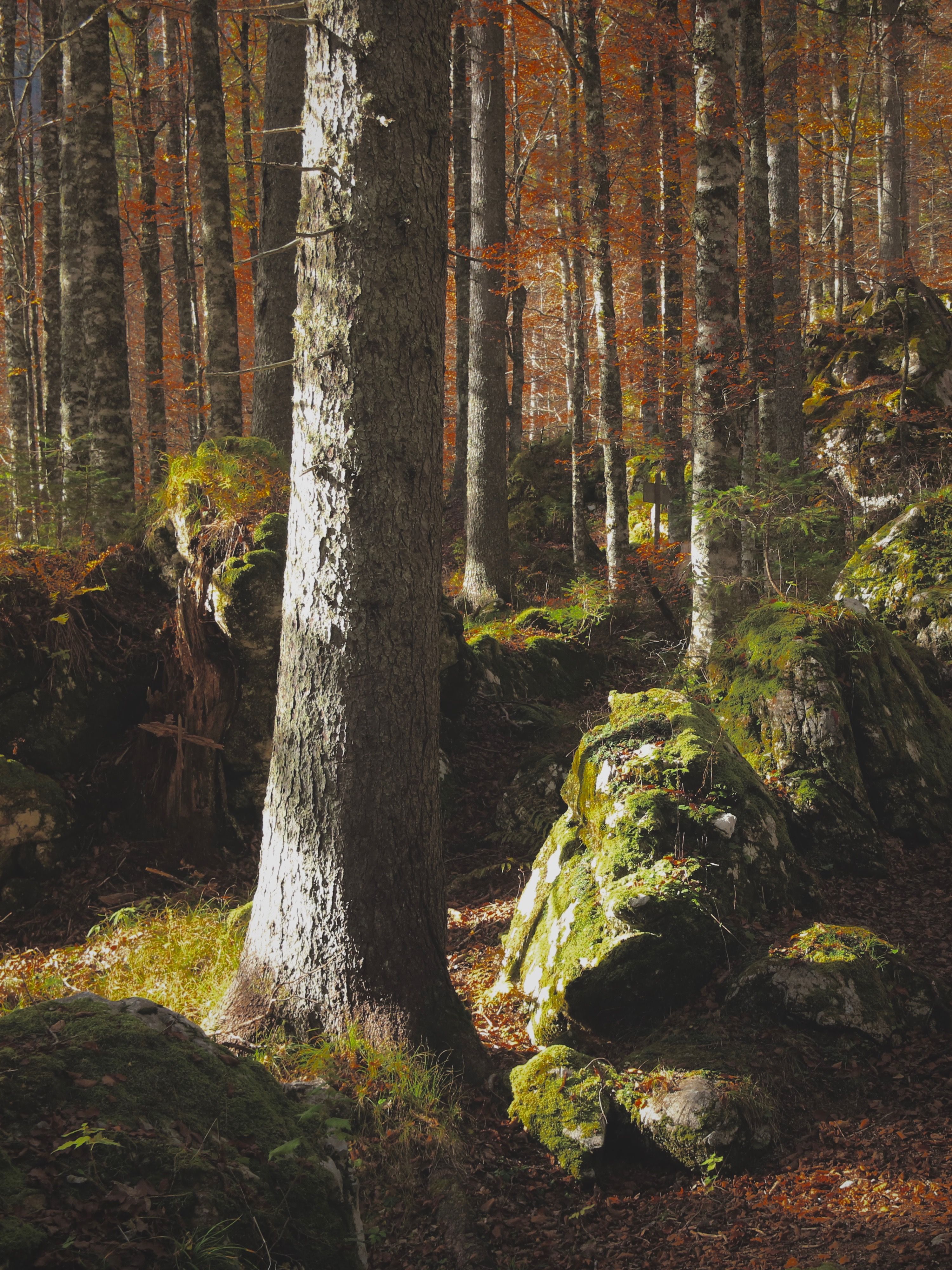 Tranquil autumn forest scene with light filtering through trees onto moss-covered rocks.. pexels, tranquil, autumn