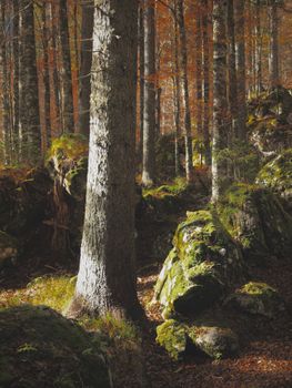 Tranquil autumn forest scene with light filtering through trees onto moss-covered rocks.. pexels, tranquil, autumn