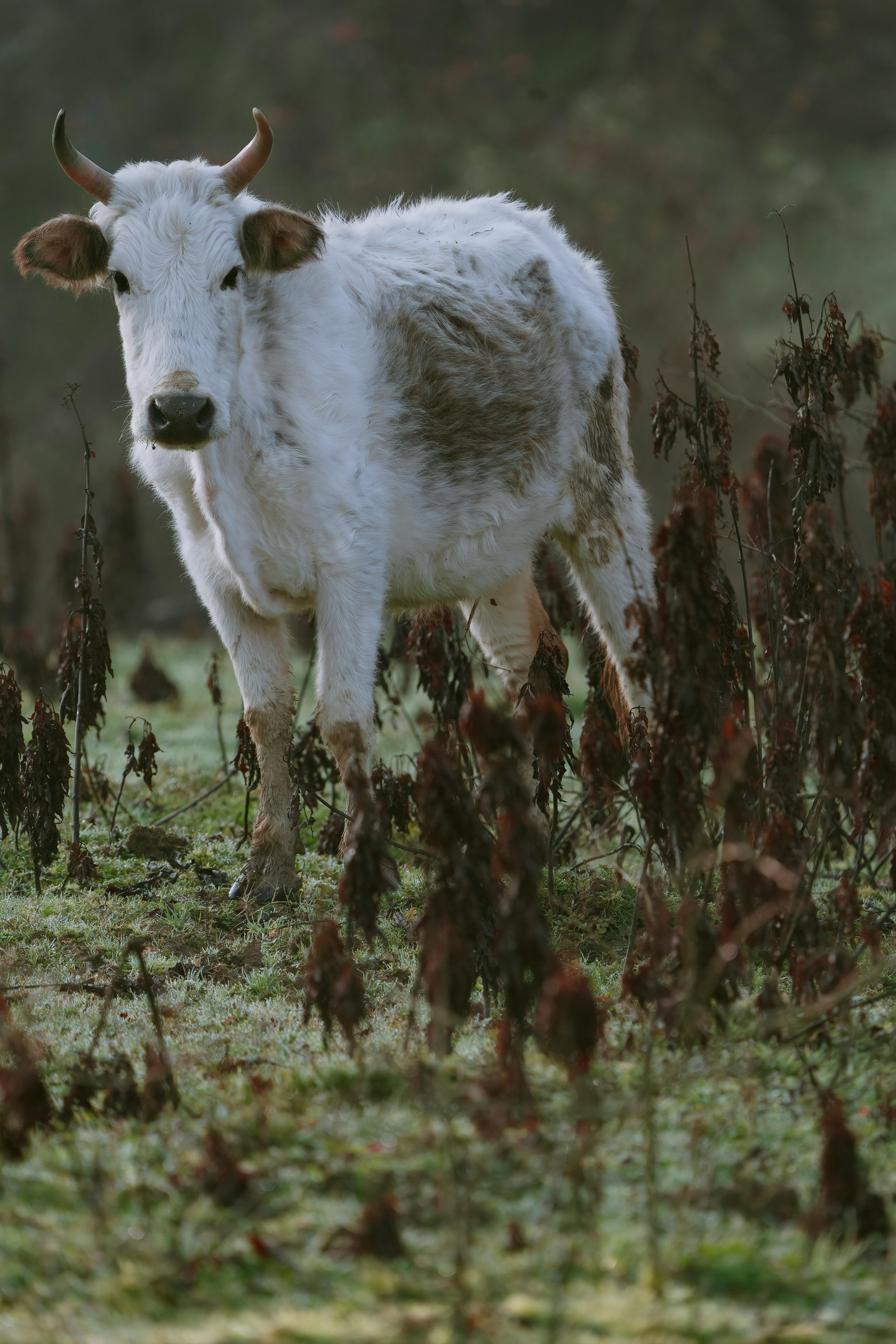 grátis Uma vaca de chifres brancos em um pasto verdejante na província de Gilan, Irã, durante o dia. Foto profissional