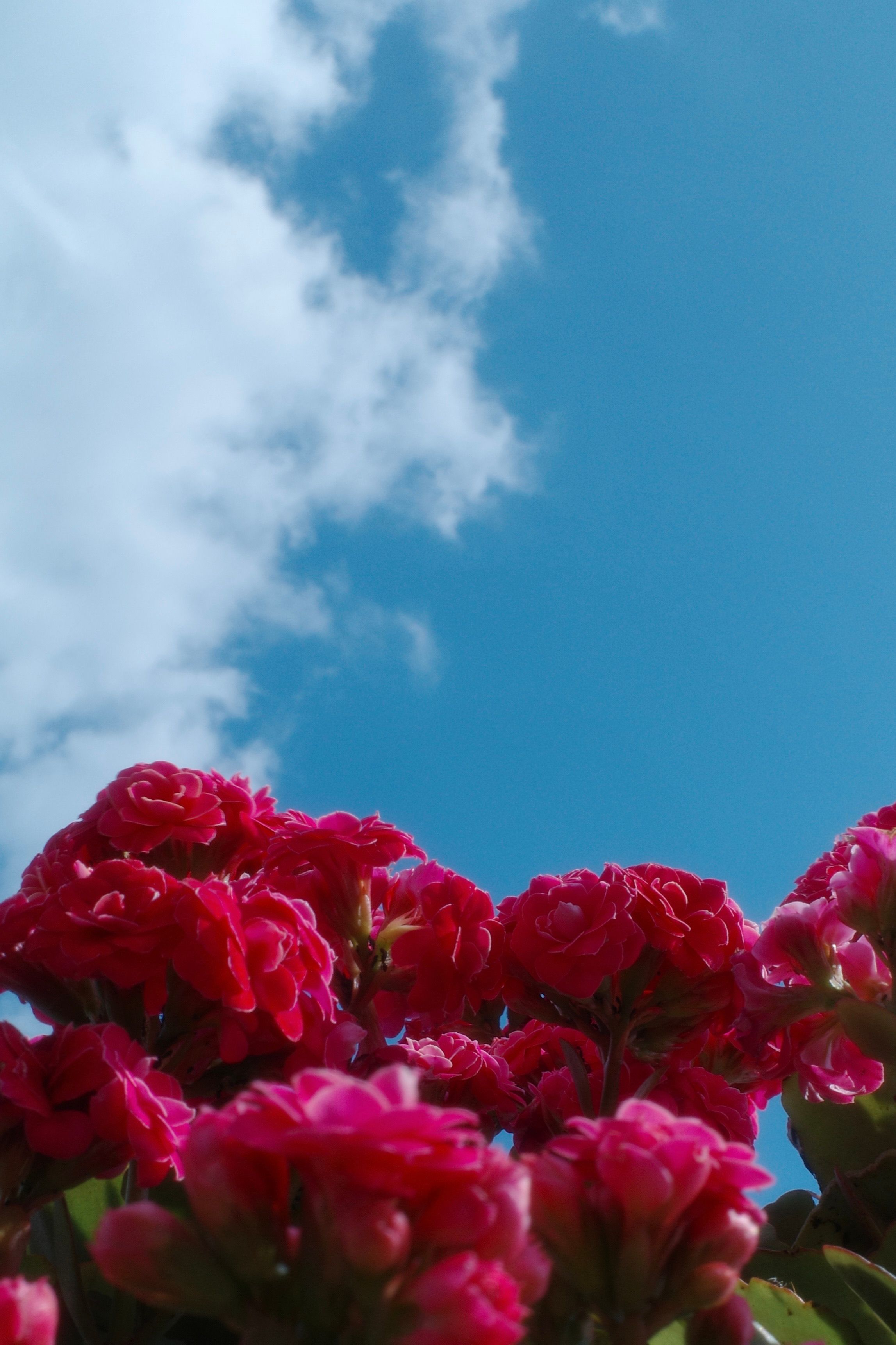 Vibrant Red Roses Against Clear Blue Sky · Free Stock Photo