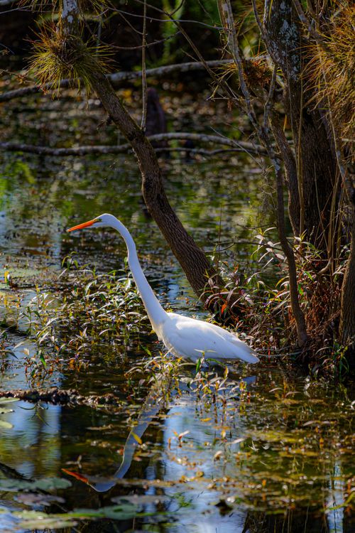 Free Great egret standing gracefully in a tranquil wetland surrounded by trees. Stock Photo