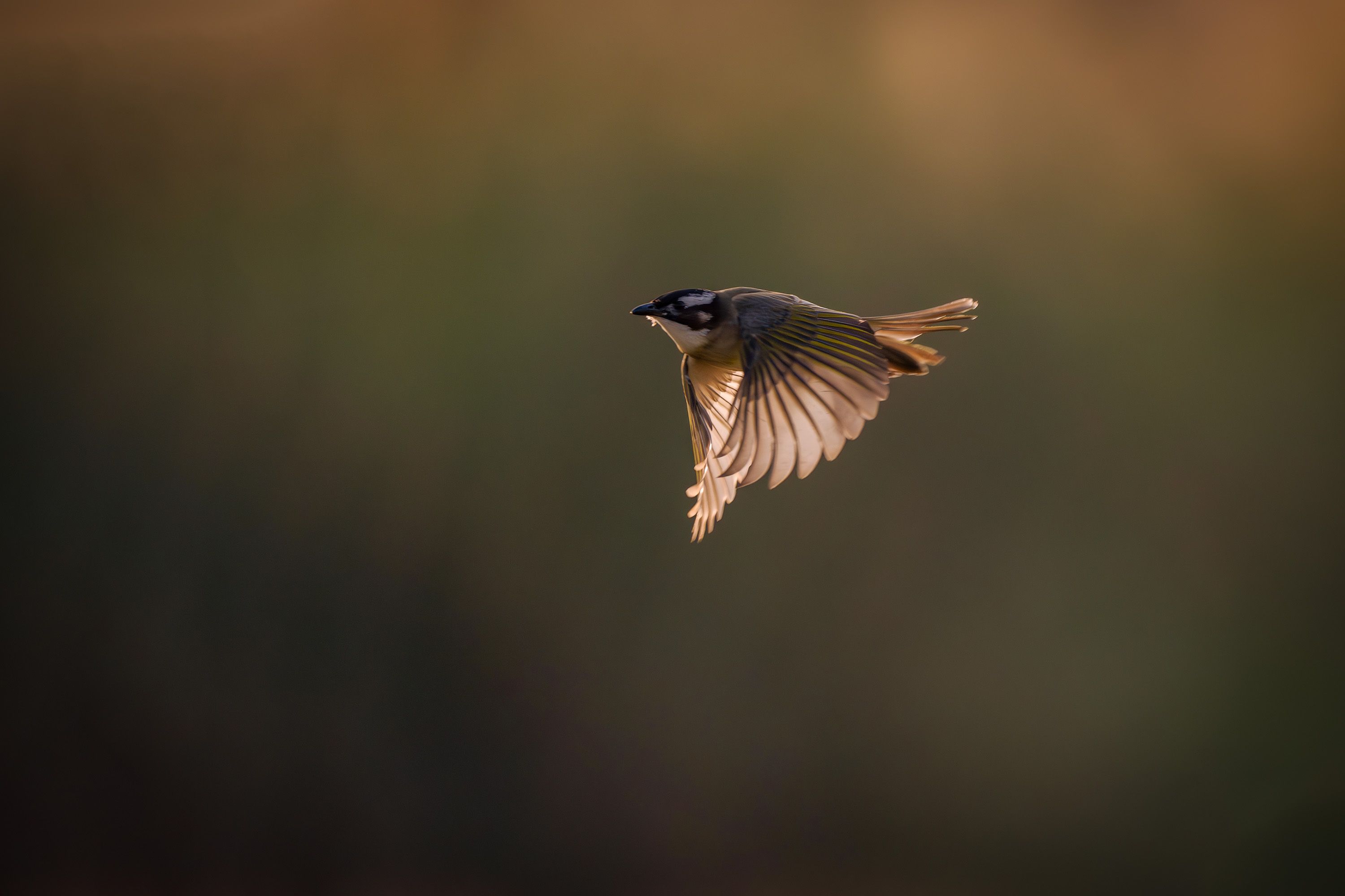 無料 翼を広げて優雅に飛ぶ鳥を、ぼやけた自然の背景を背景に焦点を合わせて撮影しました。 写真素材